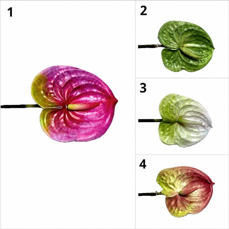 Super Floral Distributors Catalogue Image