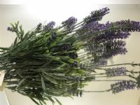 Super Floral Distributors Catalogue Image