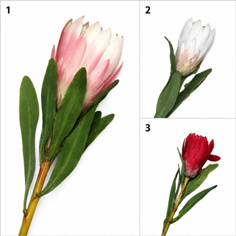 Super Floral Distributors Catalogue Image