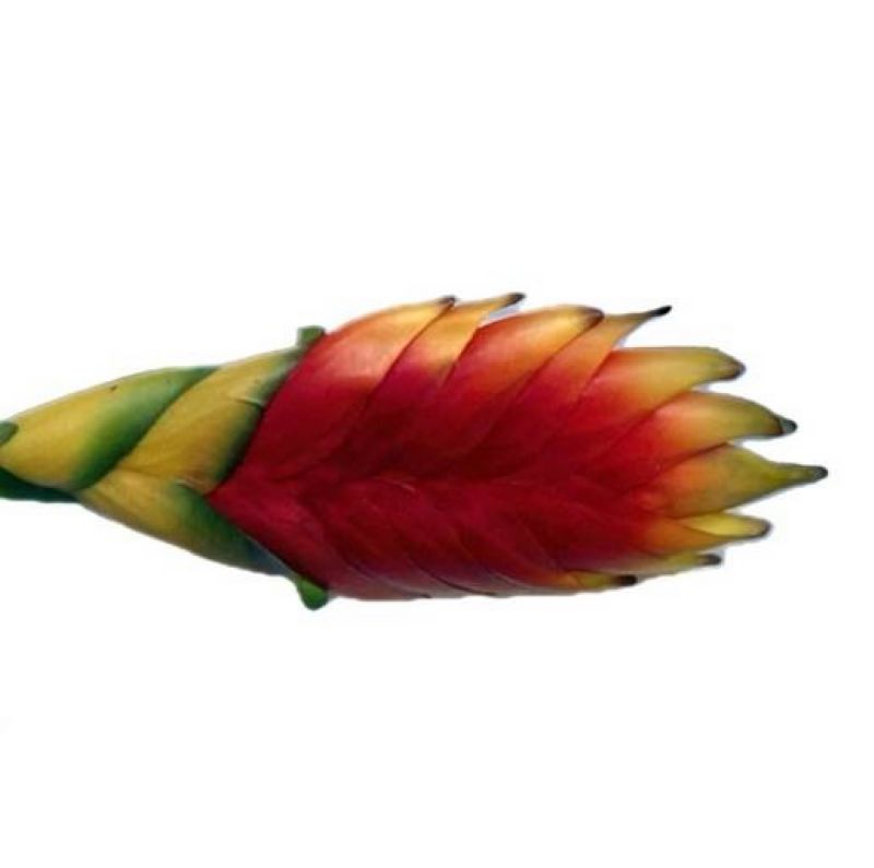 Super Floral Distributors Catalogue Image