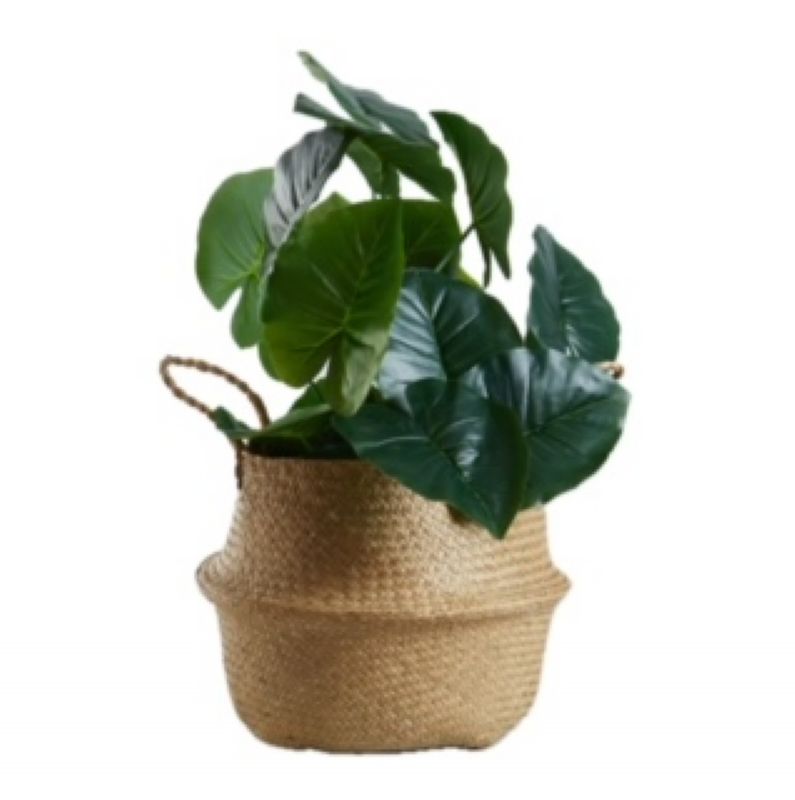 Super Floral Distributors Catalogue Image