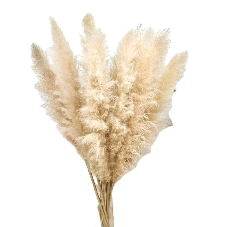 Super Floral Distributors Catalogue Image