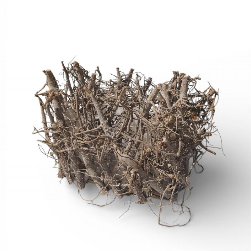 Super Floral Distributors Catalogue Image